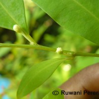 Erythroxylum novogranatense (D.Morris) Hieron.